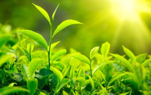 green-tea-leaves